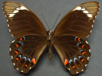 Adult Male Under of Orchard Swallowtail - Papilio aegeus aegeus